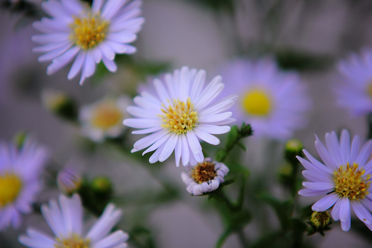 natural close up flower free photo