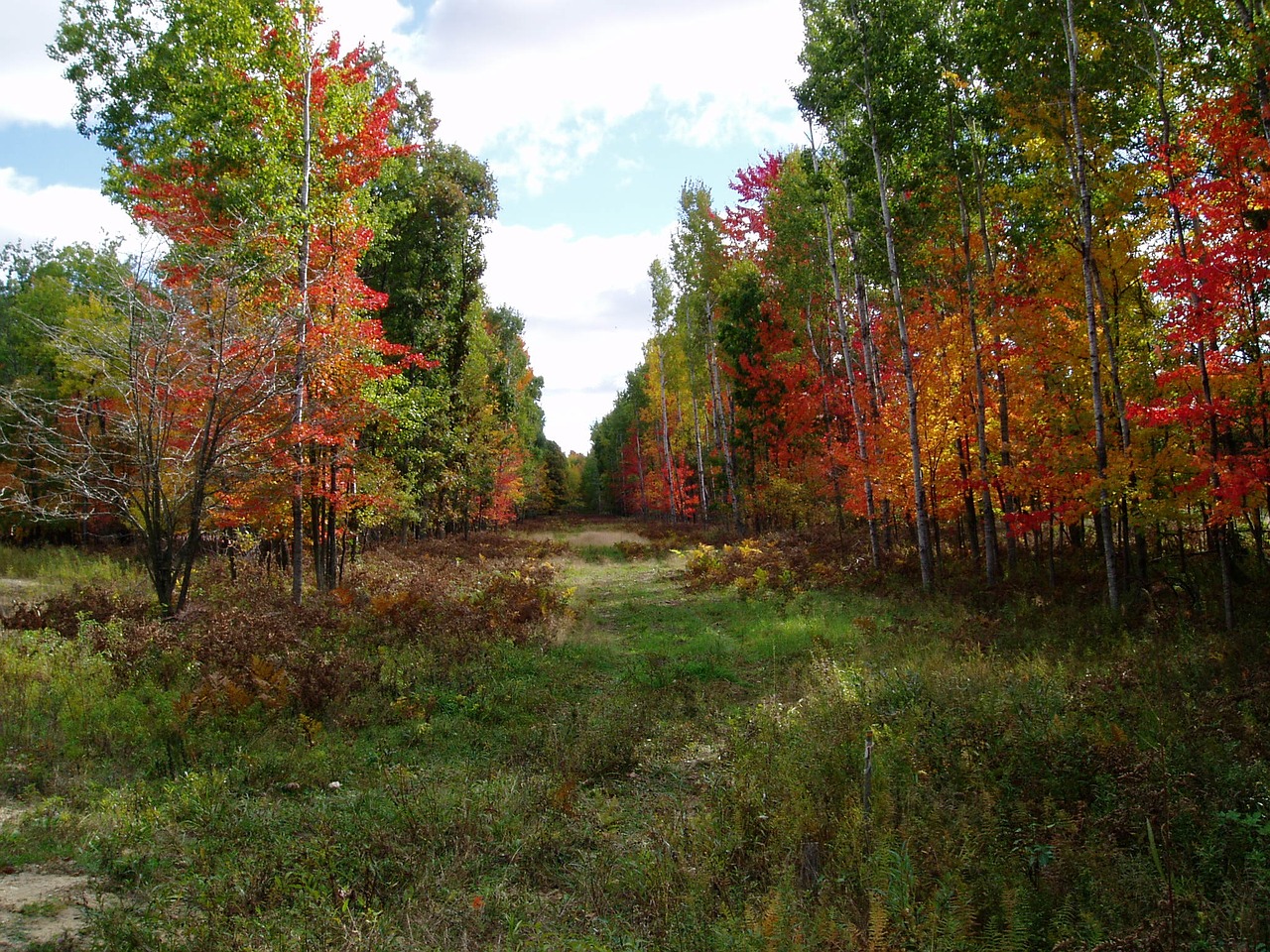 natural trees forest free photo