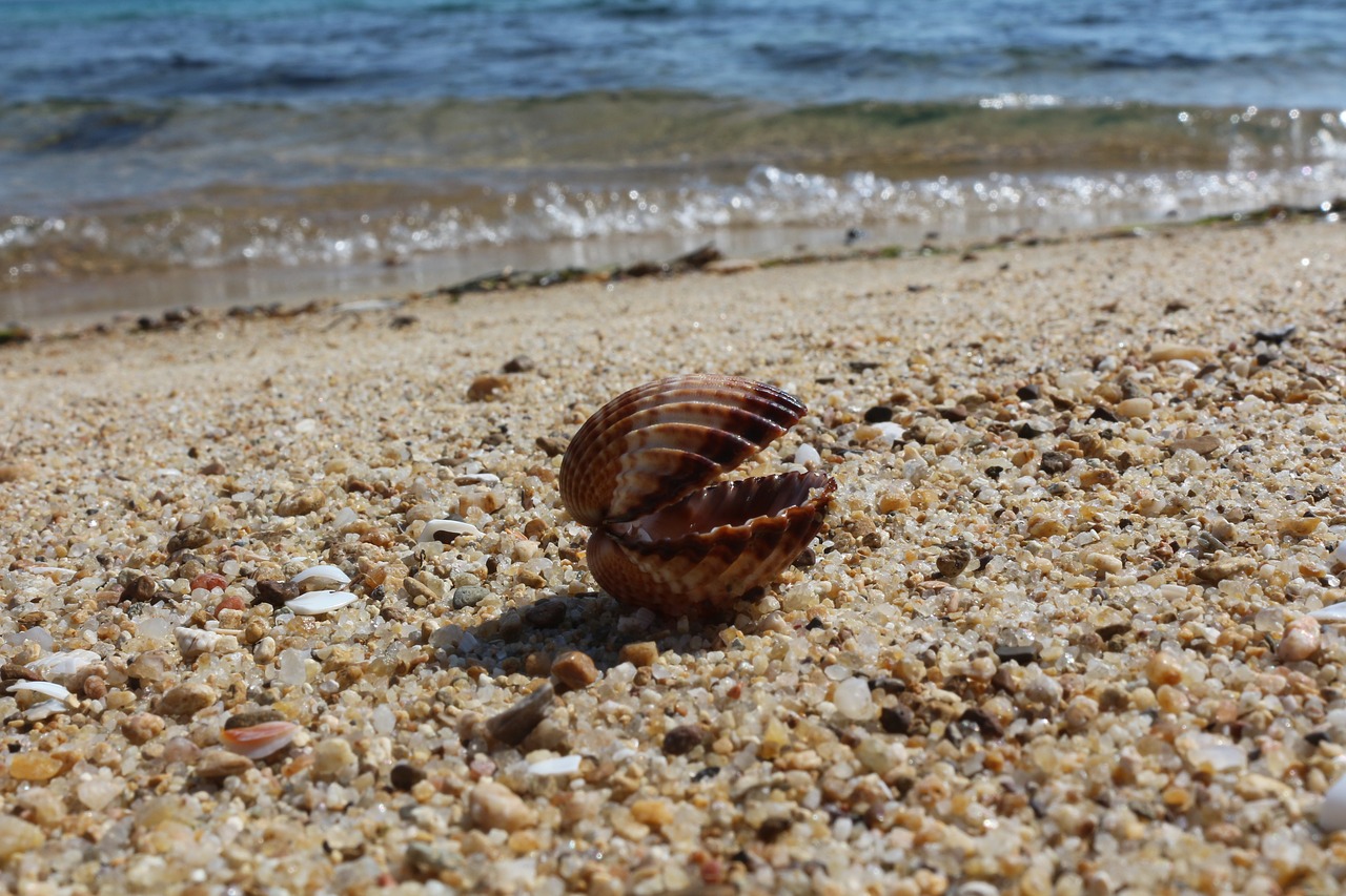 seashell natural beach free photo