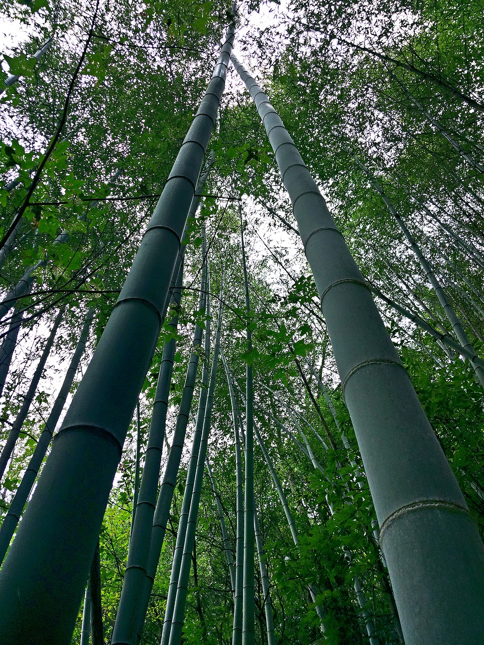 natural bamboo fresh free photo