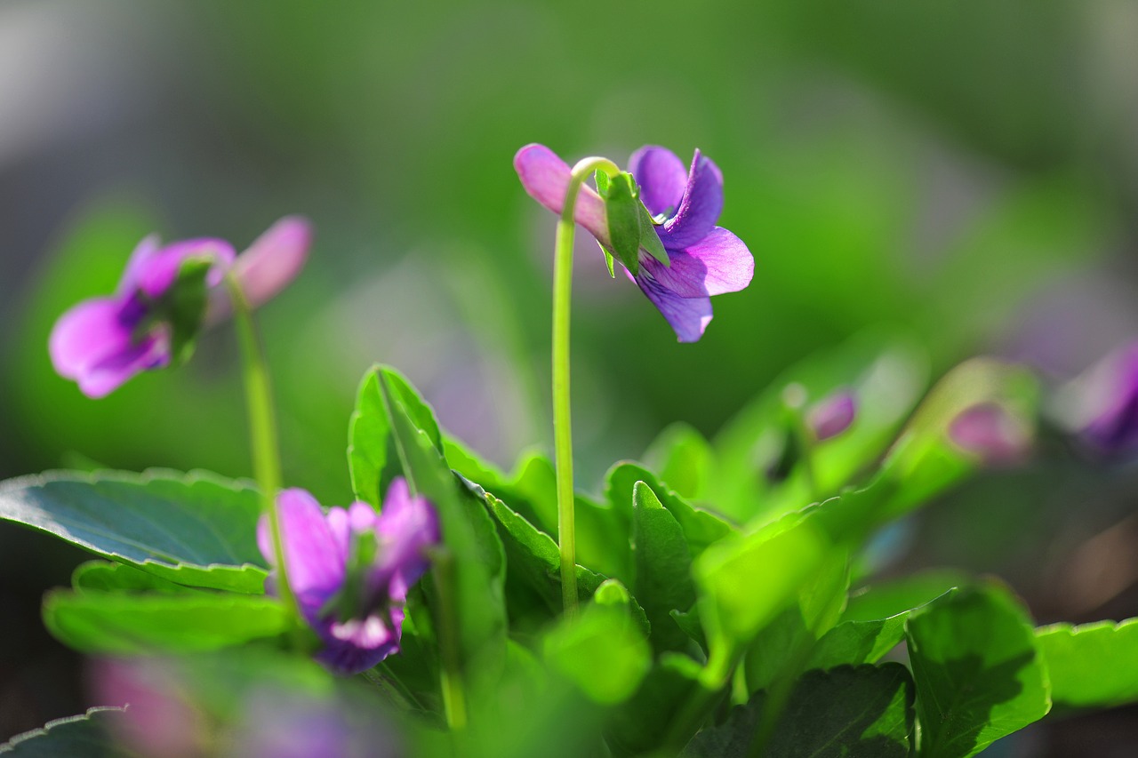 natural flower beautiful free photo