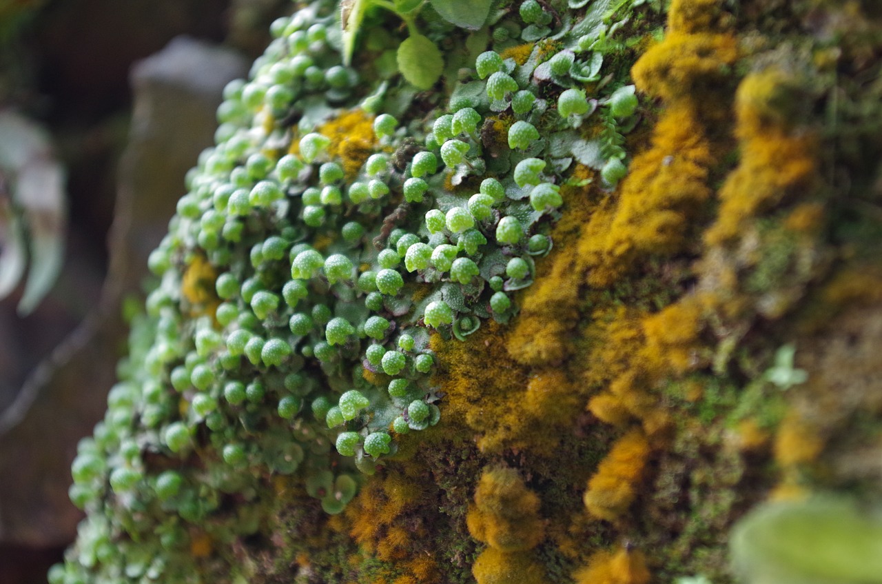 natural plant moss free photo