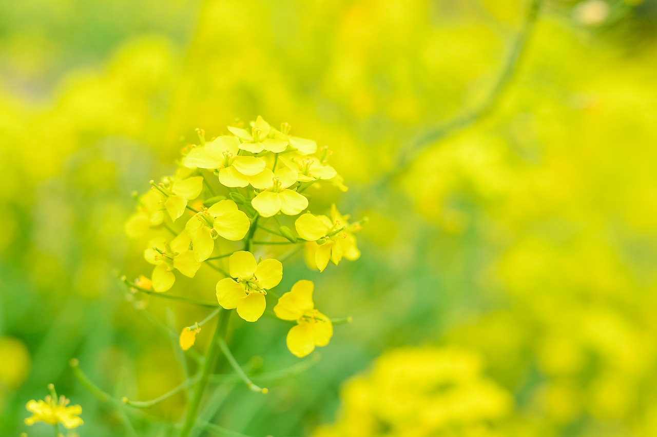 natural plant flowers free photo