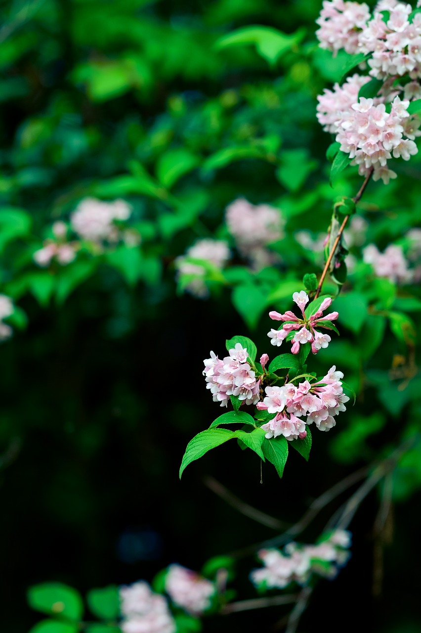 natural plant mountain free photo