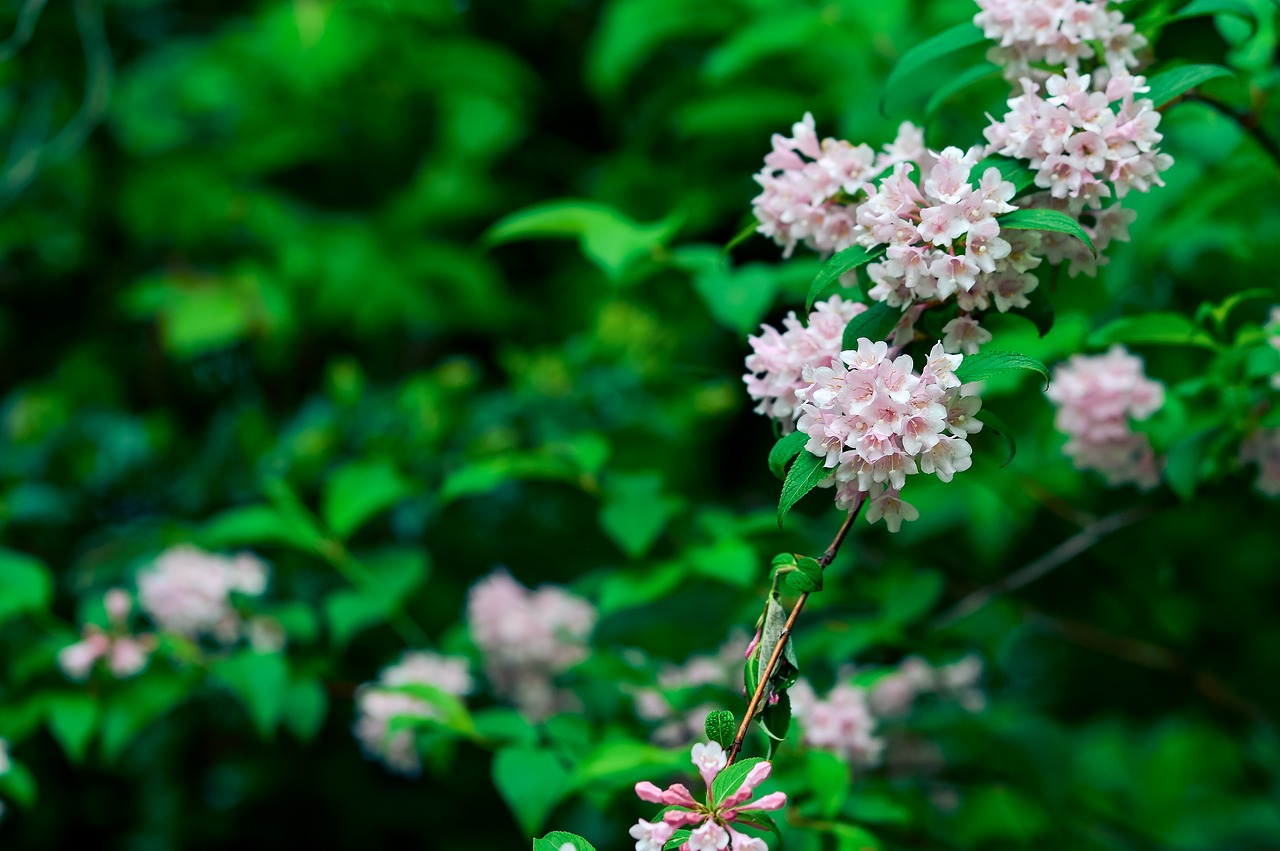 natural plant mountain free photo