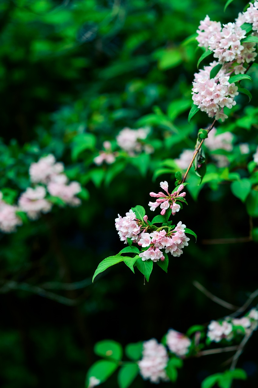 natural plant mountain free photo