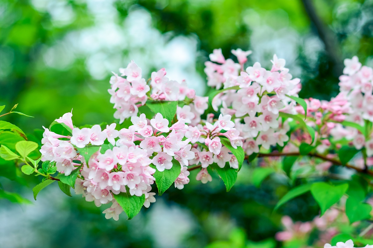 natural plant mountain free photo