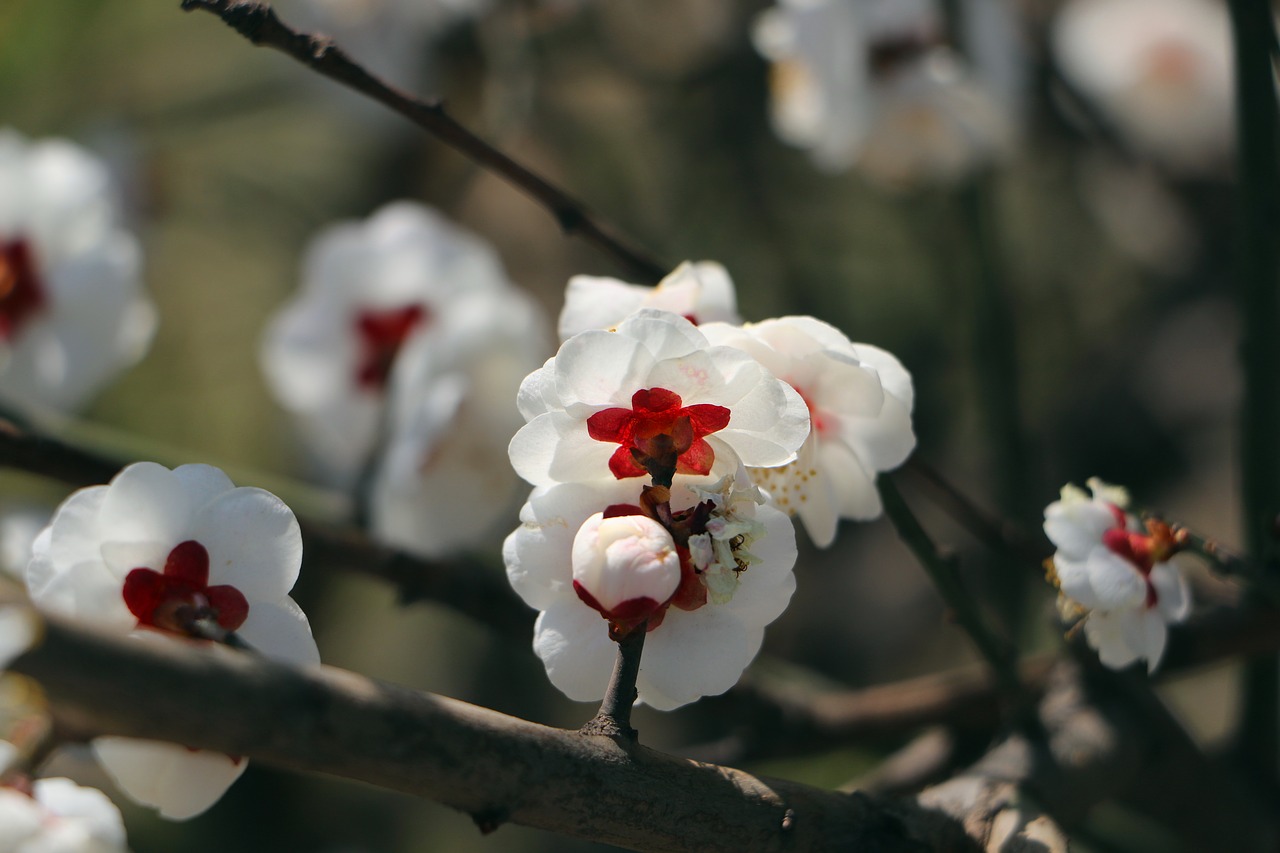 natural flower close-up free photo