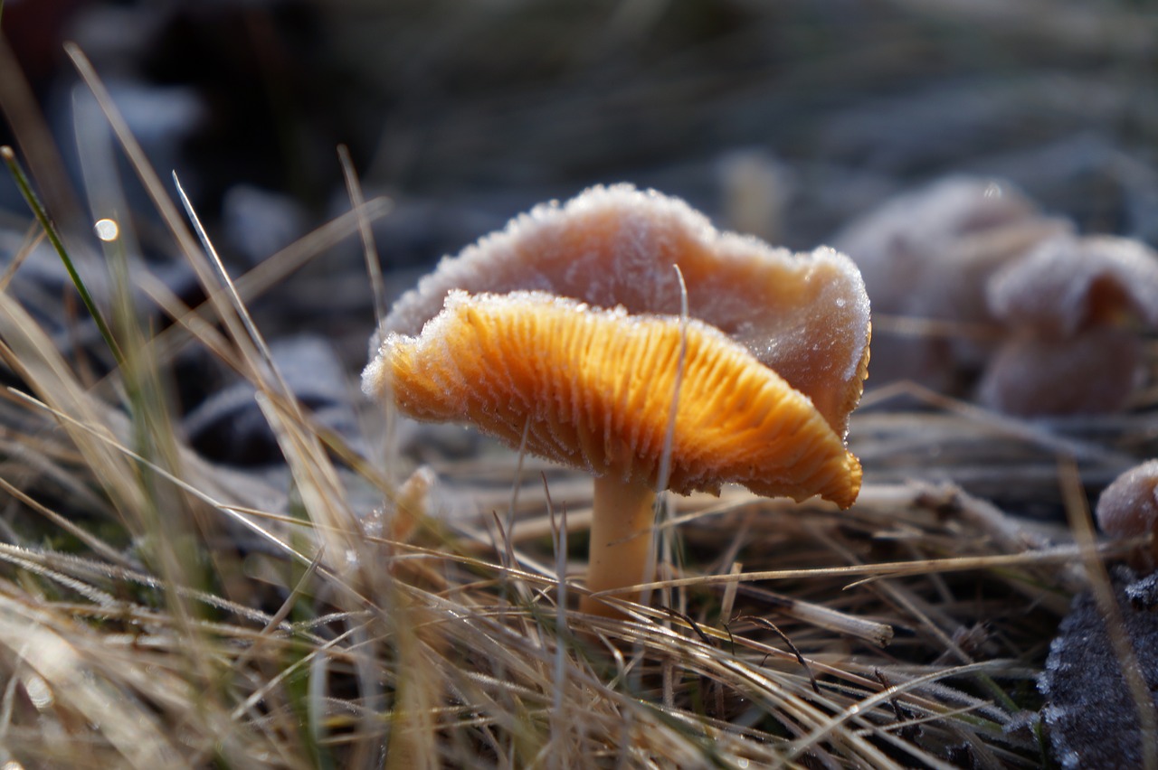 natural sponge forest free photo