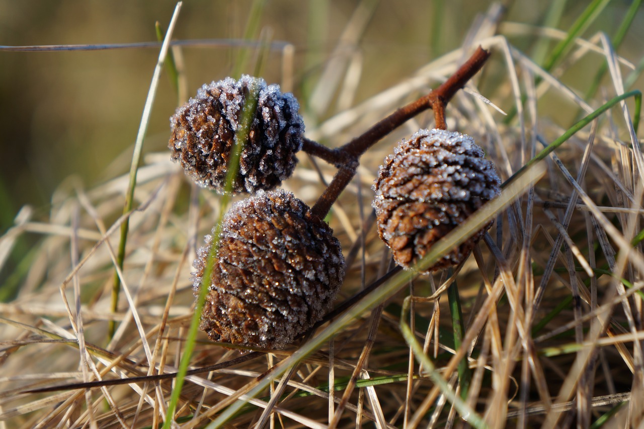 natural artichoke winter free photo