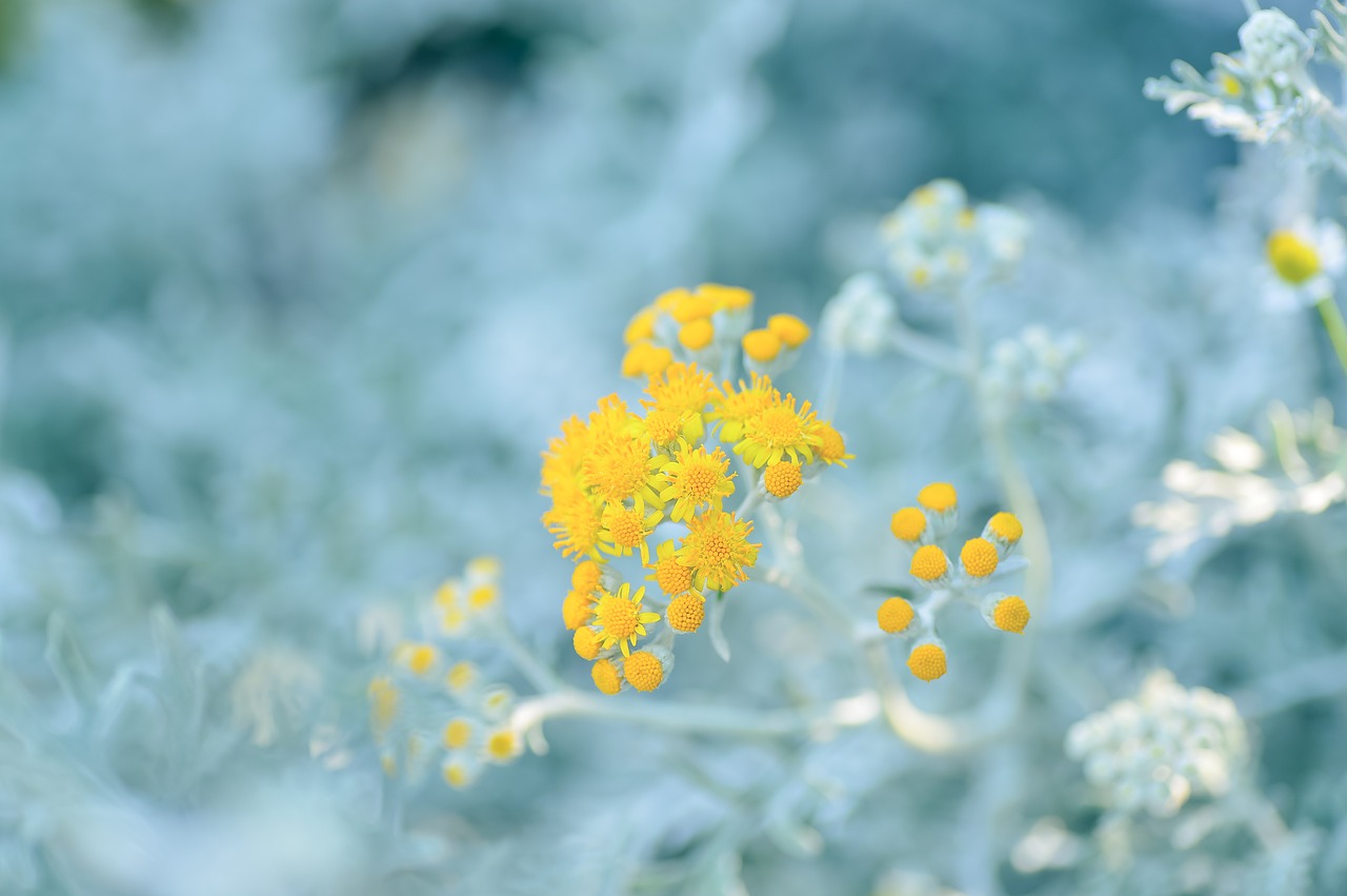 natural plant silver leaf free photo