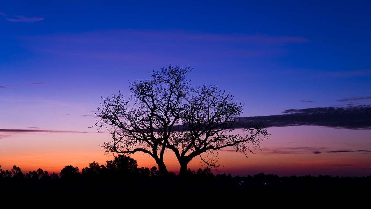 natural sunrise tree free photo