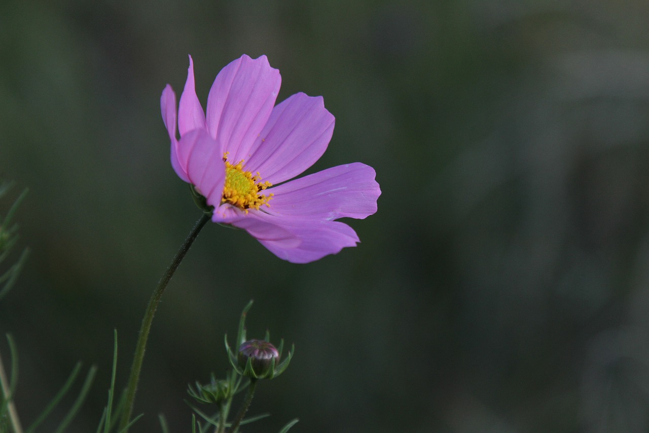 natural landscape flowers free photo