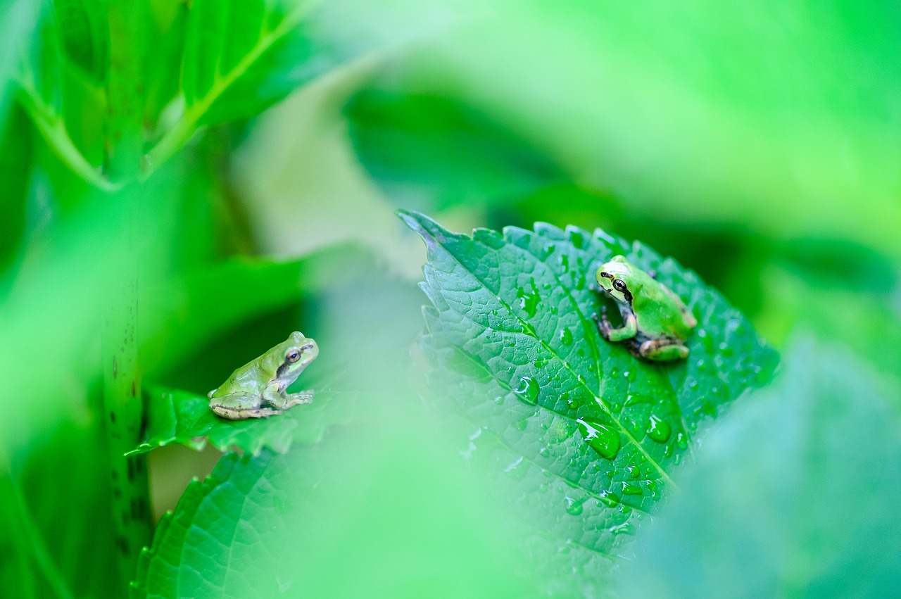 natural plant green free photo