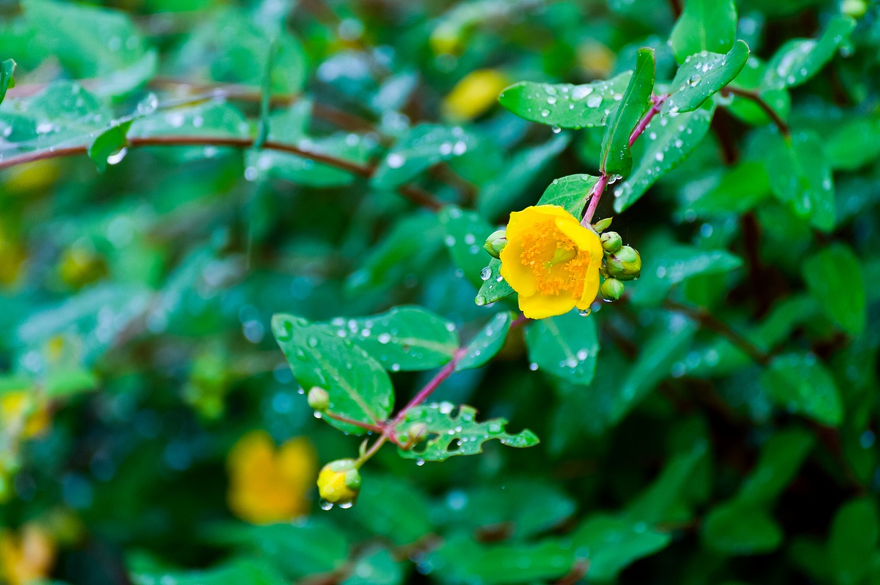 natural plant in the early summer free photo