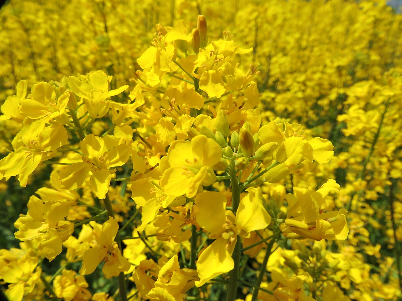 natural spring rape blossoms free photo