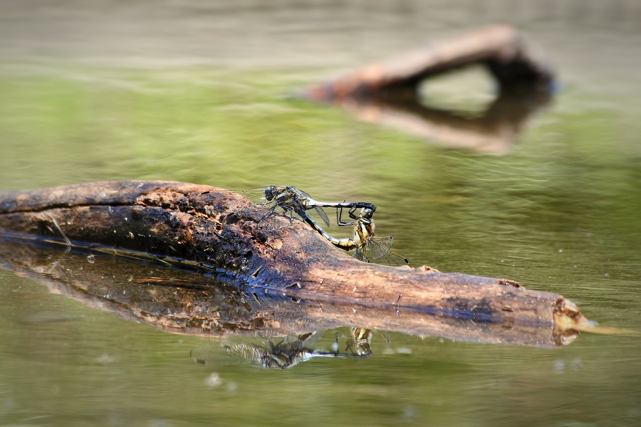 natural landscape insect free photo