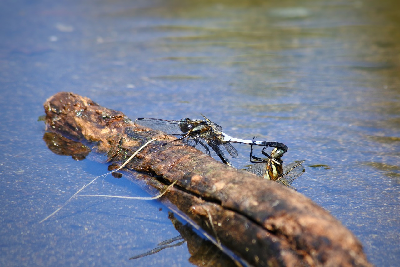 natural landscape insect free photo