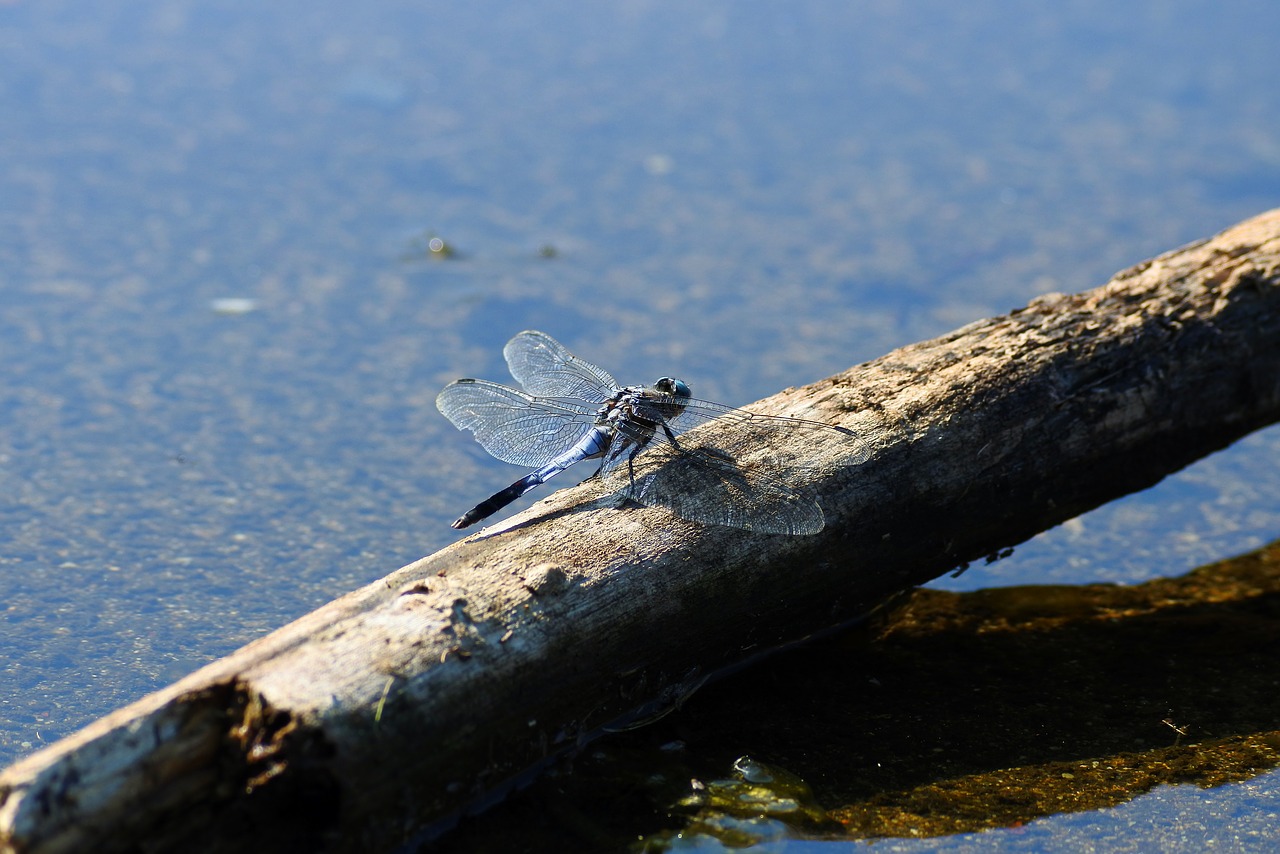 natural landscape insect free photo