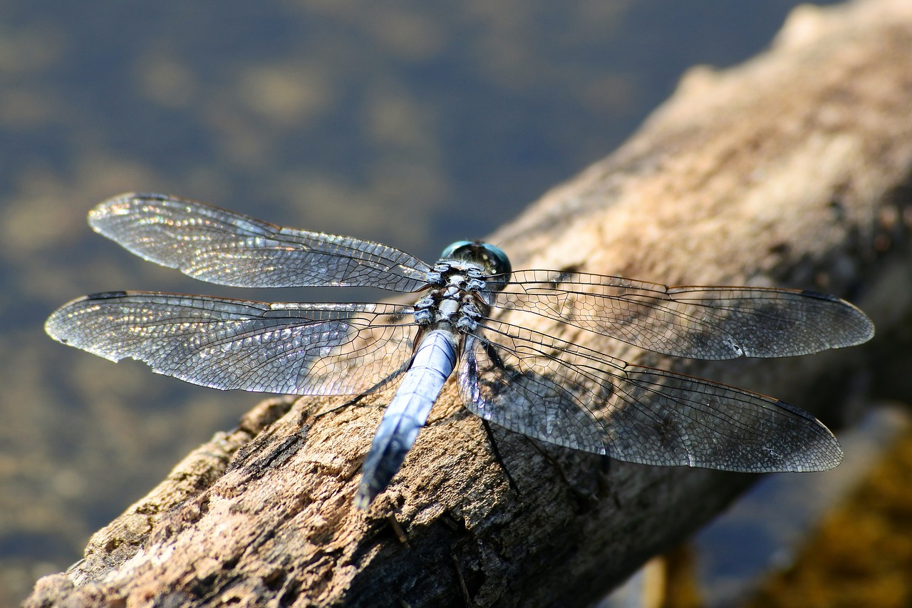 natural landscape insect free photo