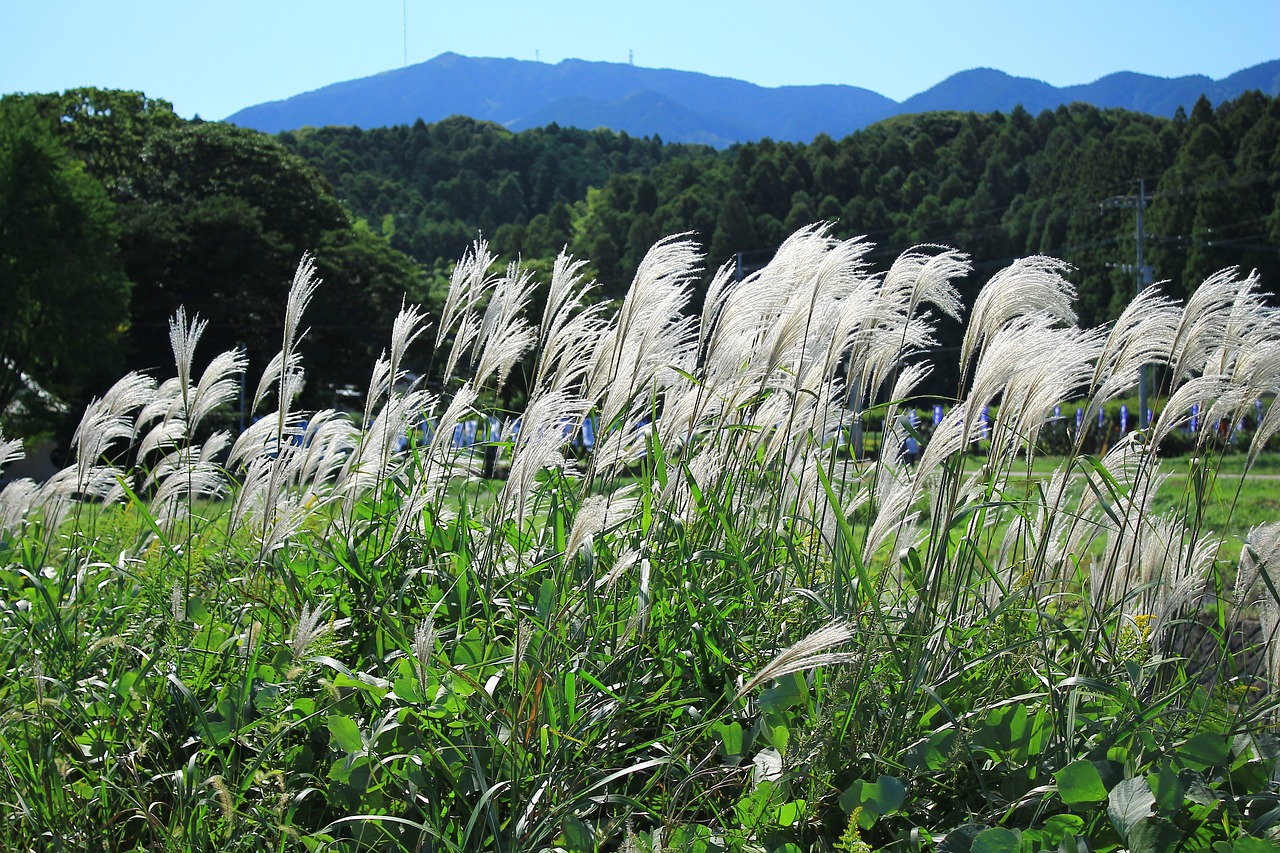 natural japan mountain free photo