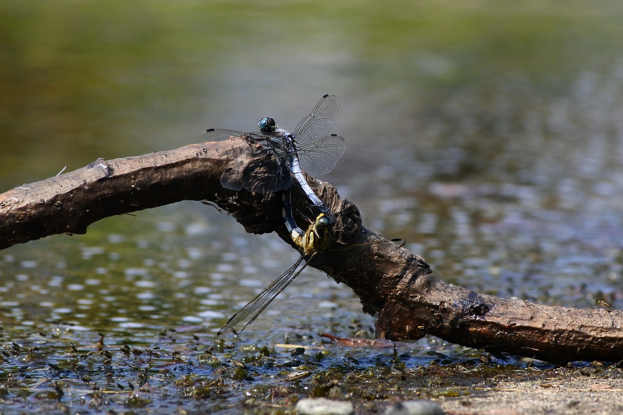 natural landscape insect free photo