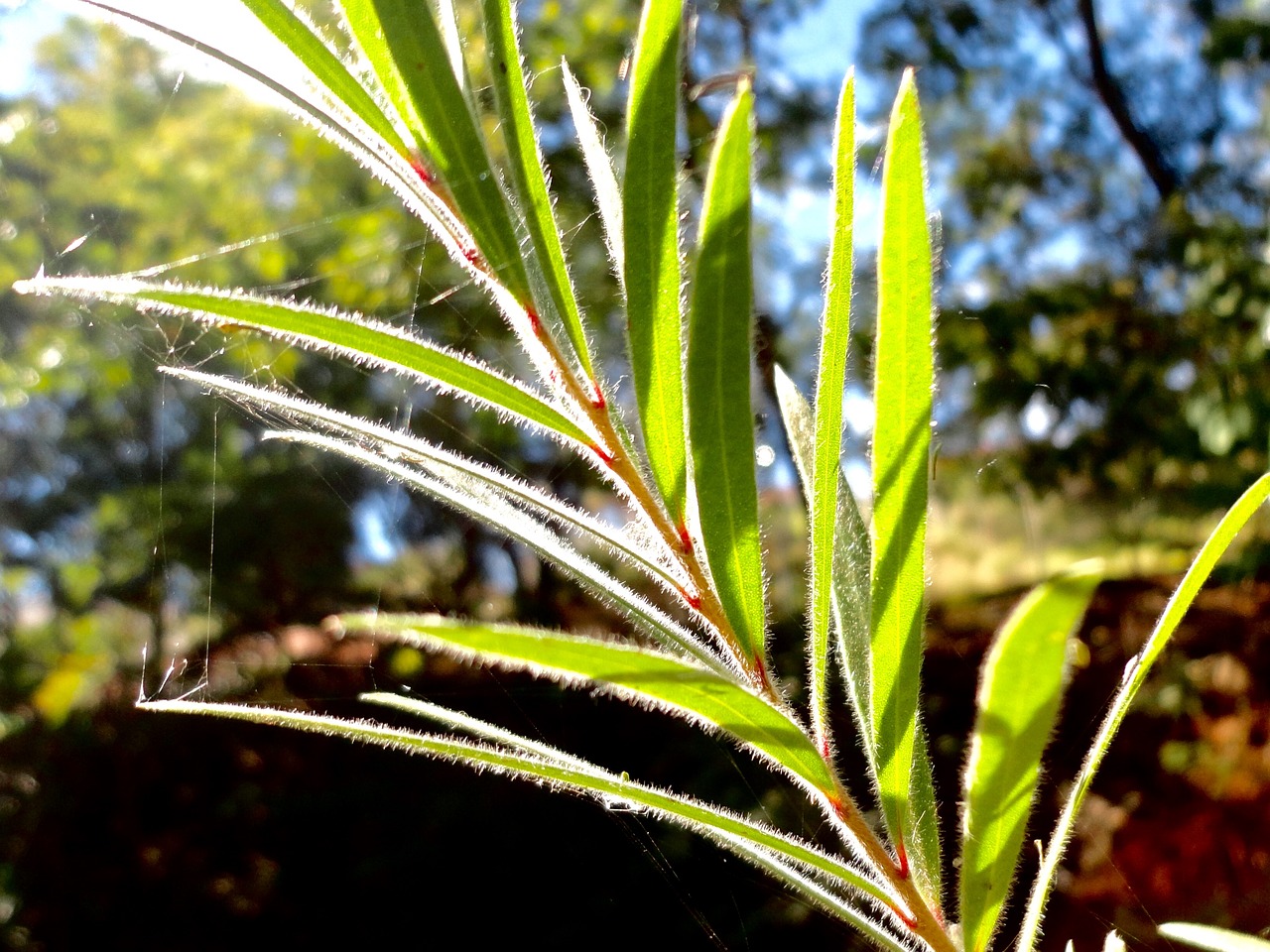 natural green macro free photo