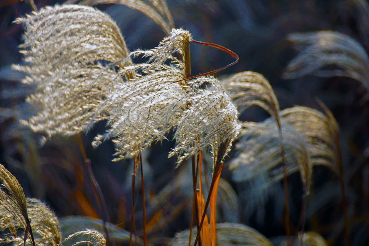 natural the scenery plant free photo