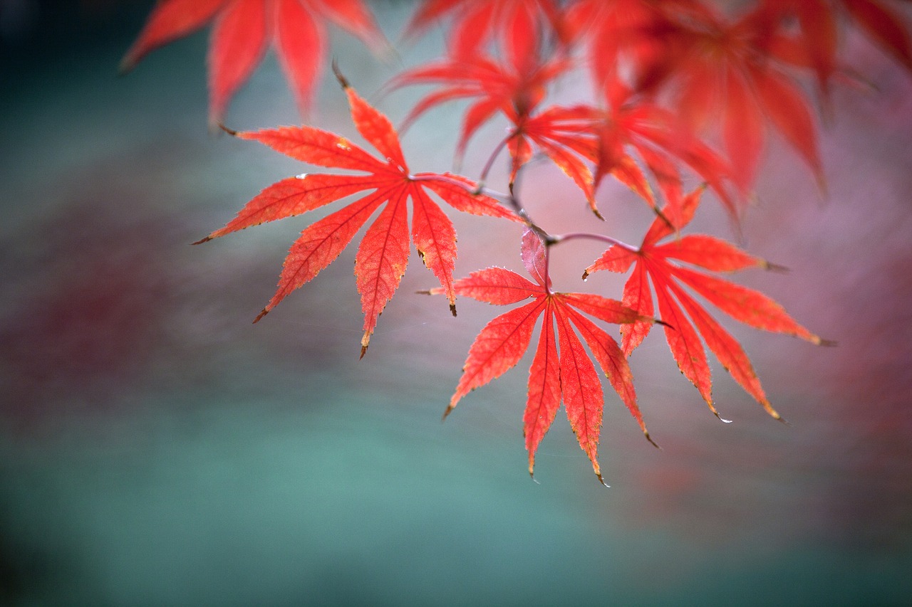 natural maple plant free photo