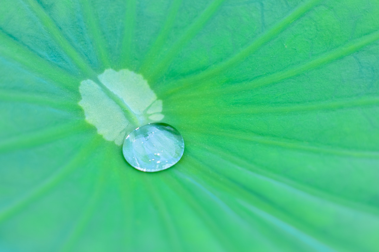 natural plant green free photo