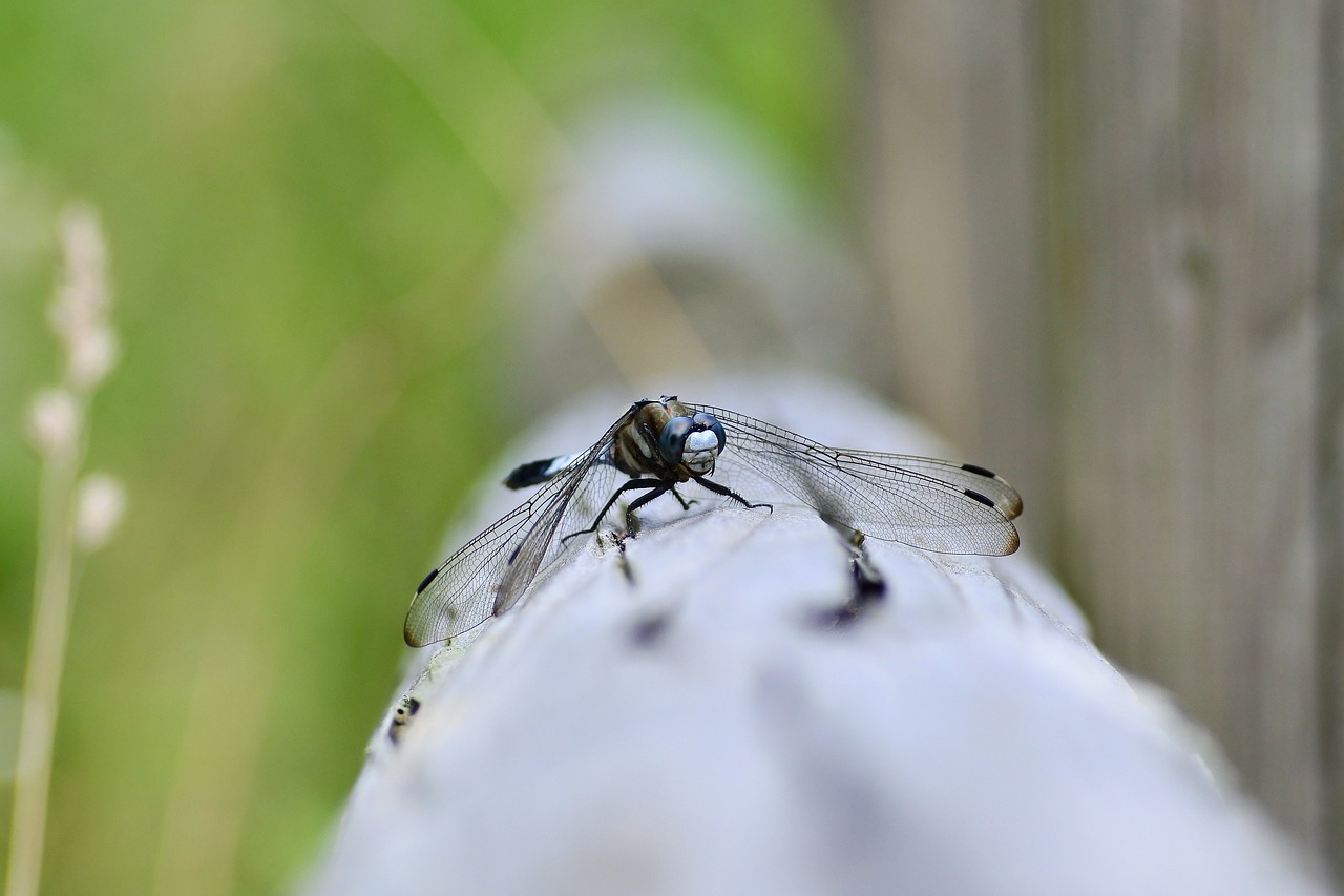 natural landscape insect free photo