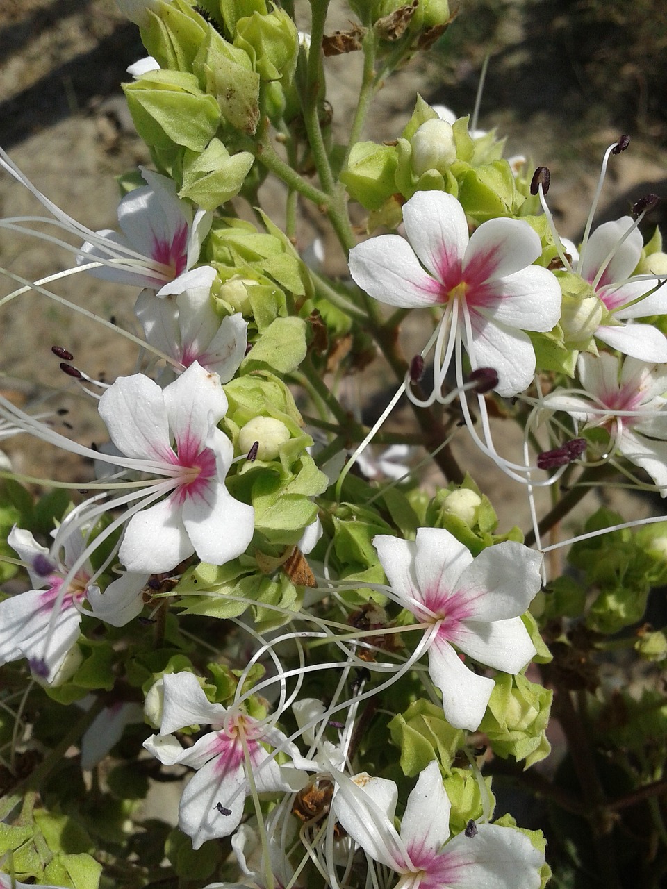 natural nature flowers free photo