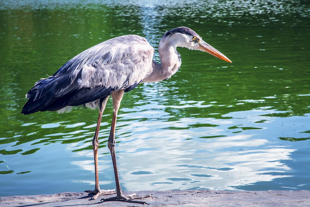 natural bird park free photo