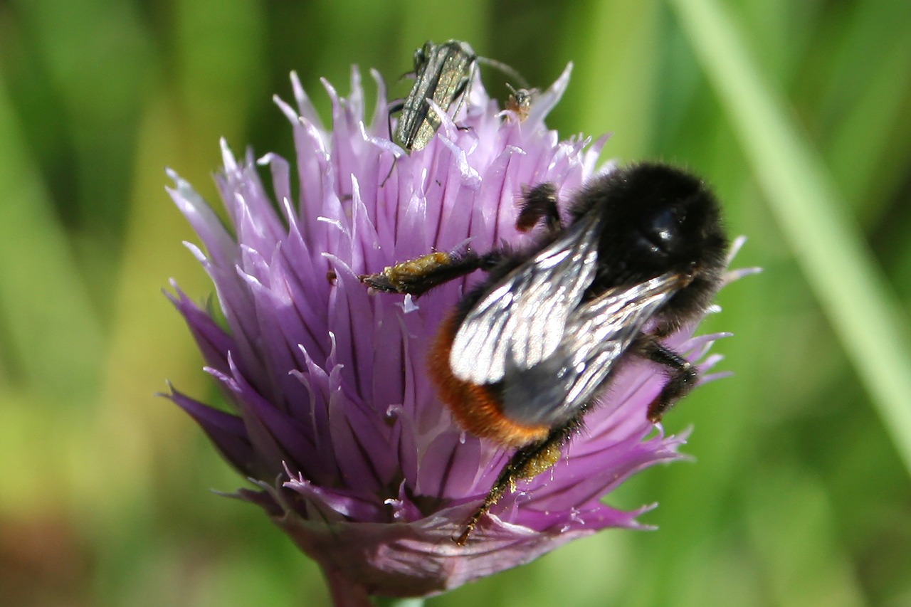 natural bumblebee chives free photo