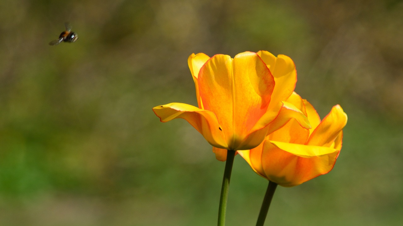 natural flower bee free photo