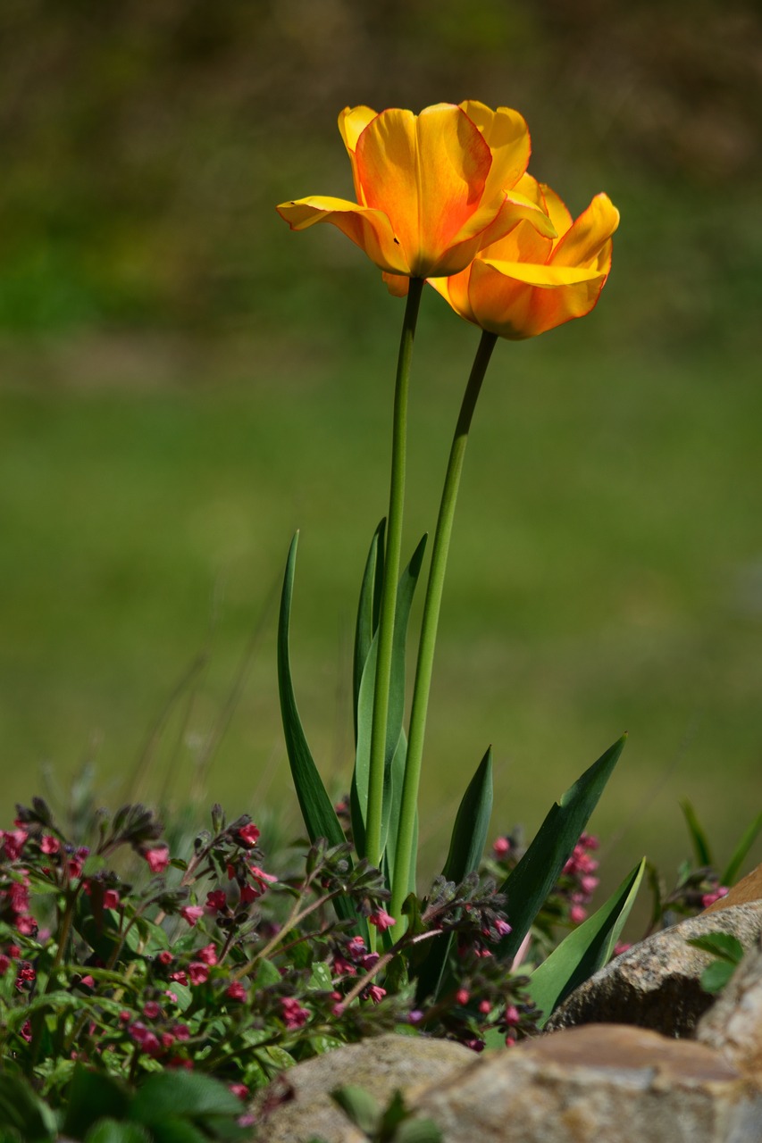 natural flower summer free photo