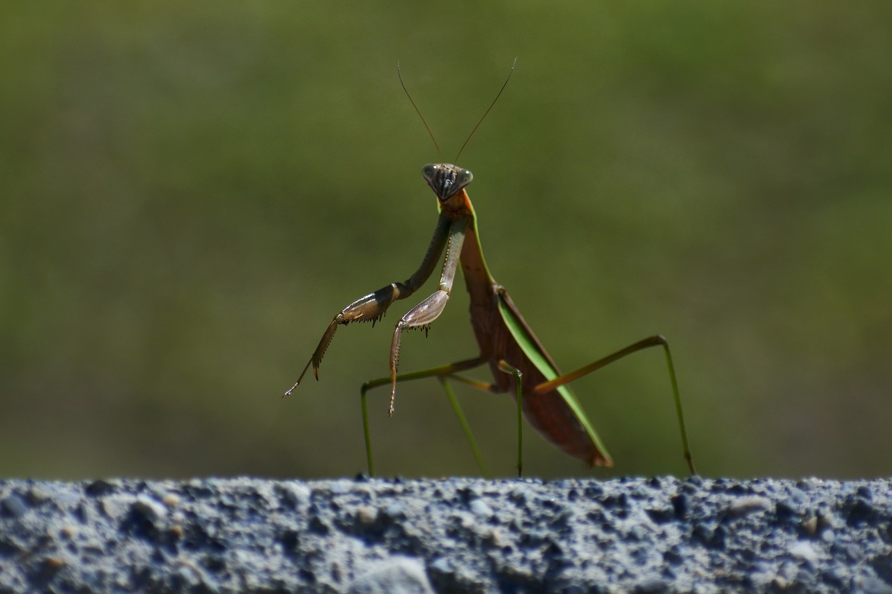 natural landscape insect free photo