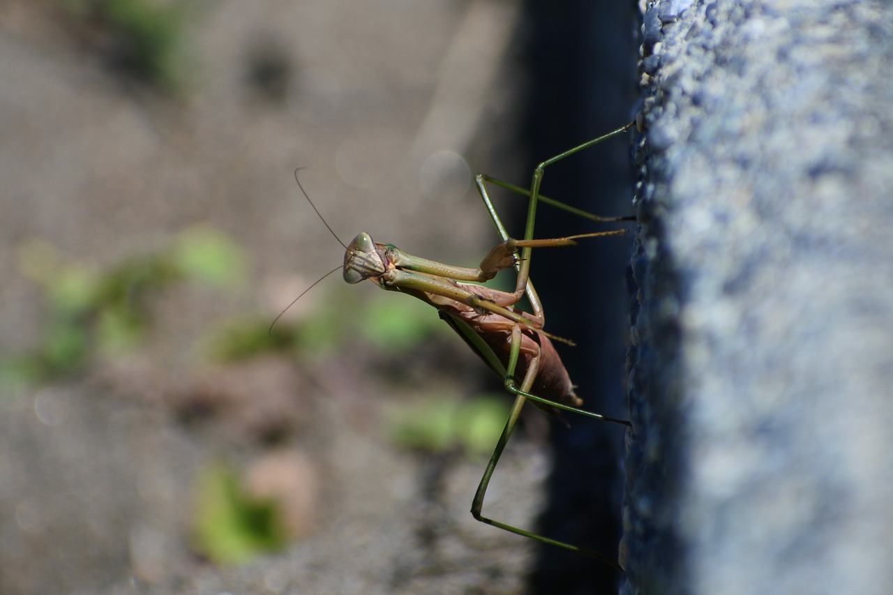 natural landscape insect free photo