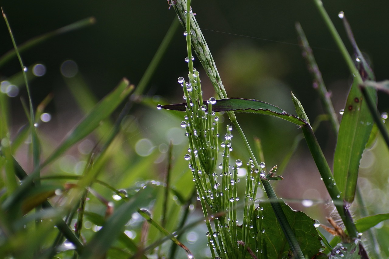 natural landscape plant free photo