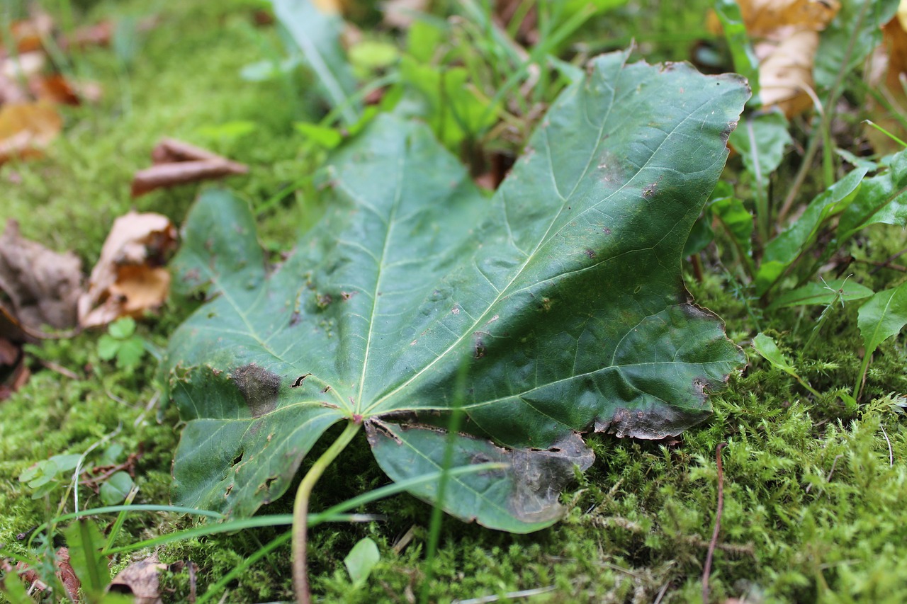 natural nature green free photo