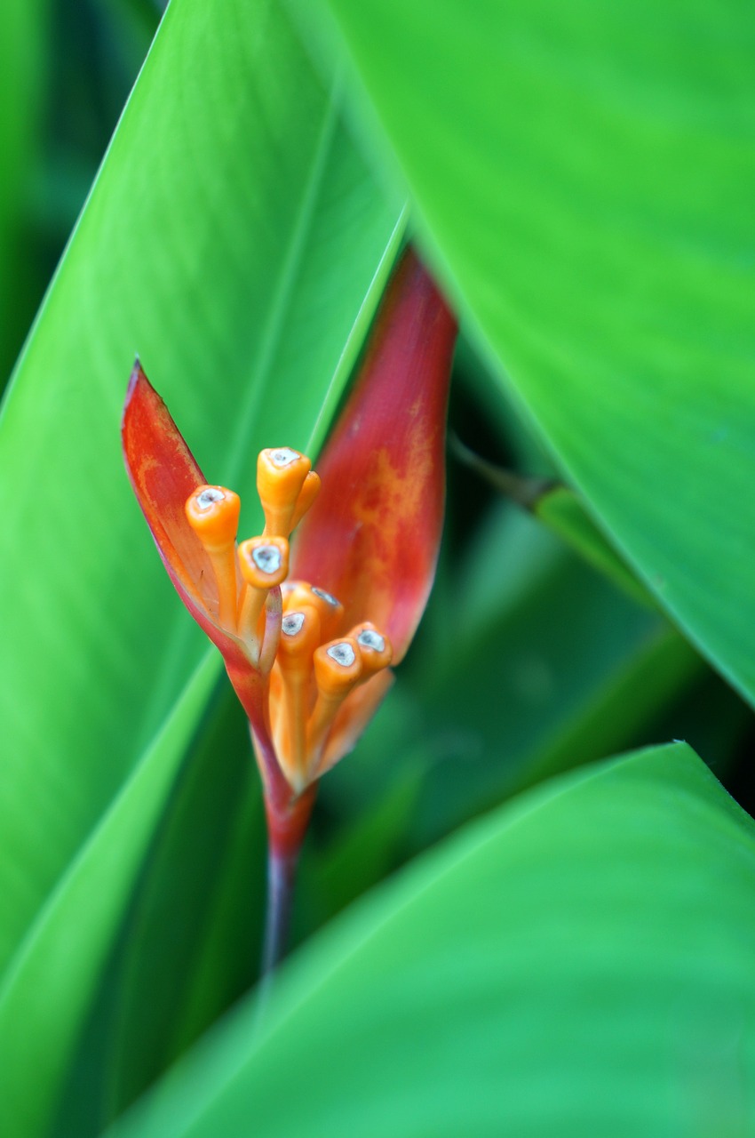 natural red flowers green free photo