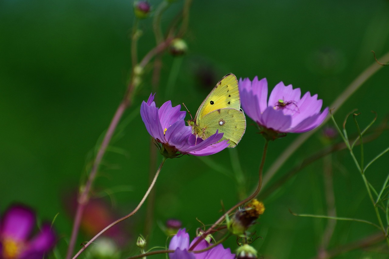 natural landscape flowers free photo