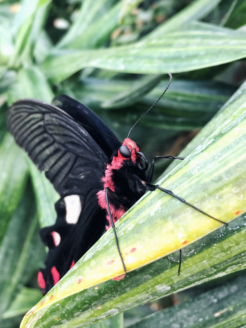 natural green butterfly free photo