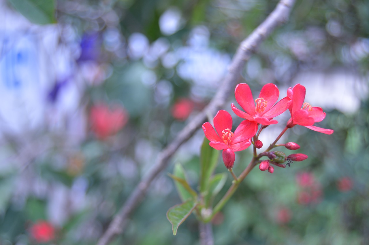 natural flower floral free photo