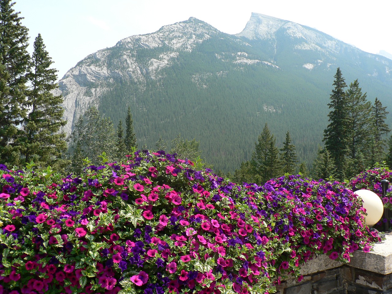 natural flowers mountain free photo