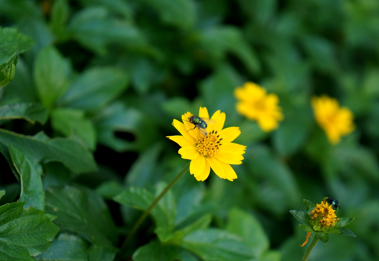 natural flower wildflowers free photo