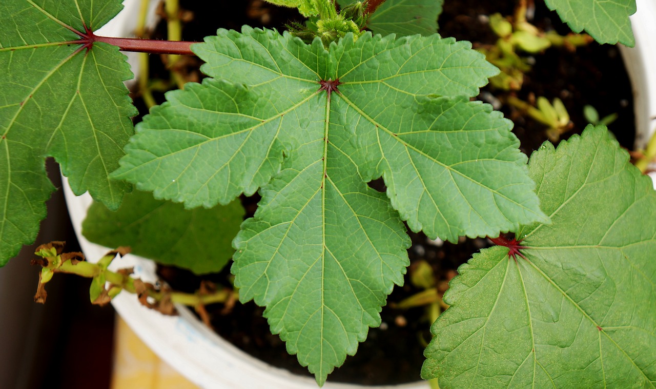 natural large leaf leaf free photo