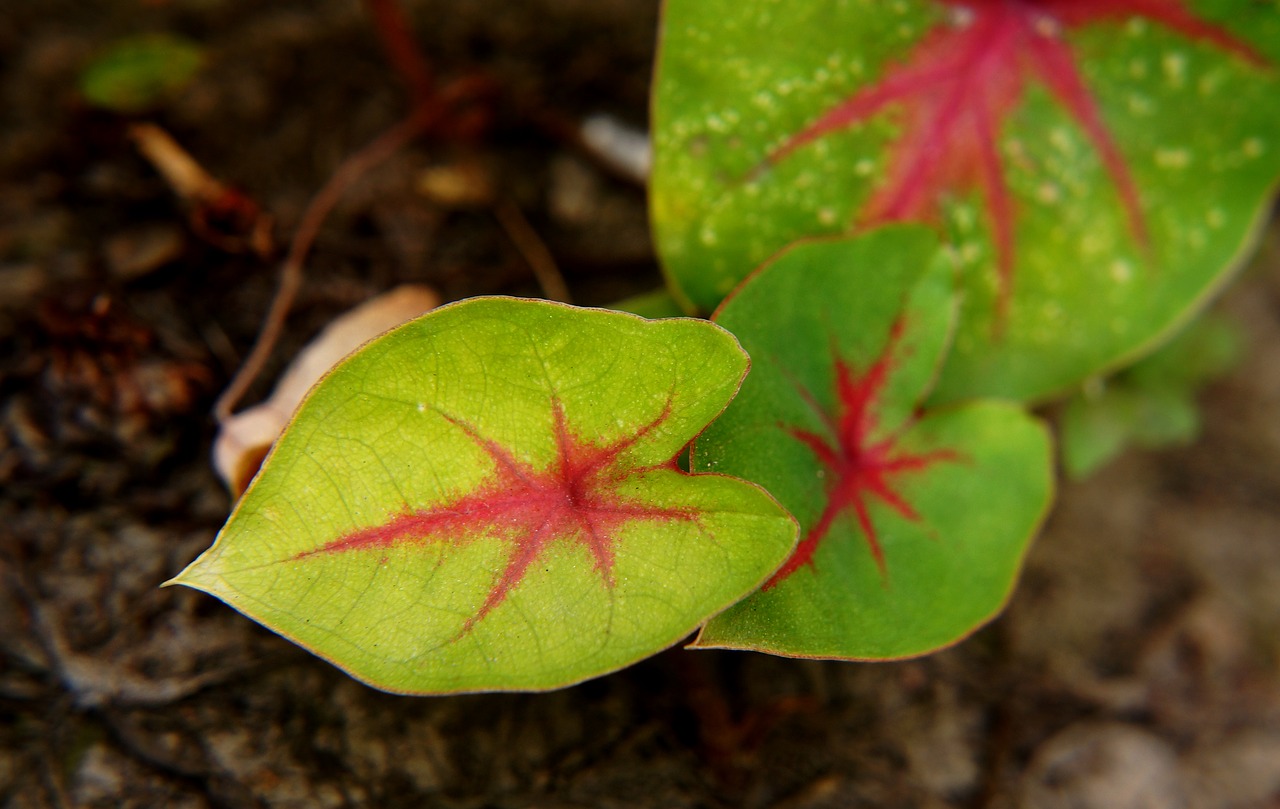 natural green leaf leaf free photo