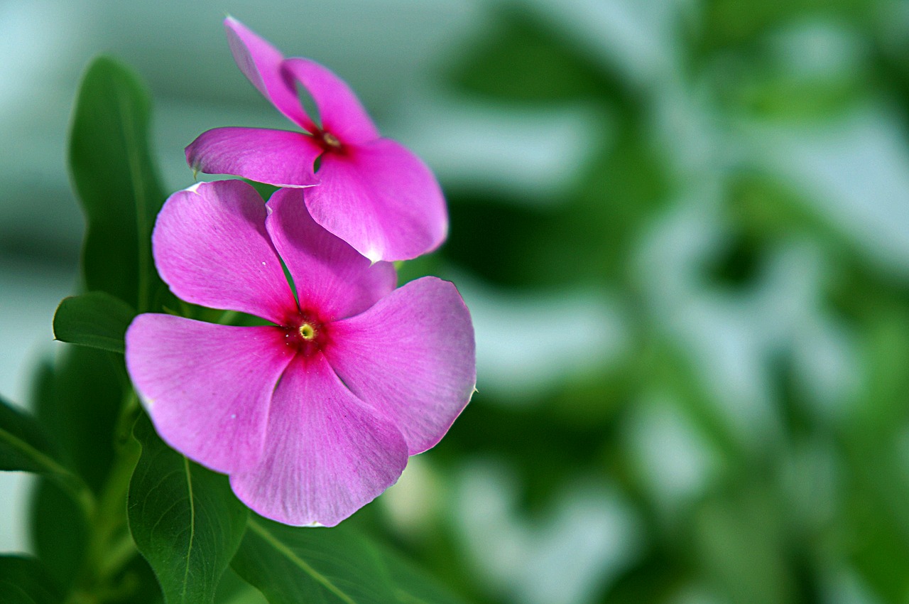 natural periwinkle flowers pink free photo