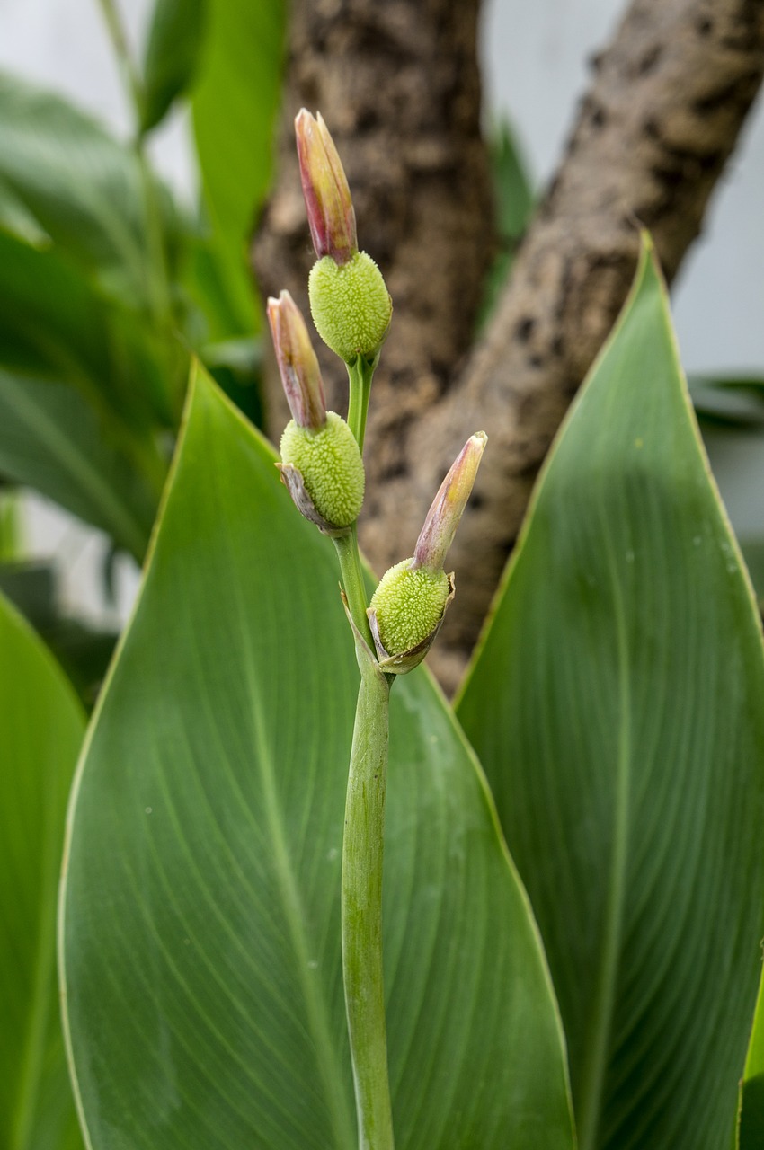 natural green leaf plant free photo